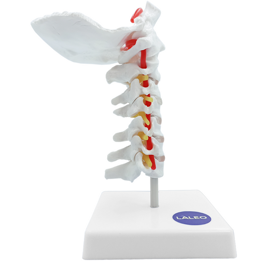 Modelo De Vértebras Cervicales Humanas Con Arteria Carótida