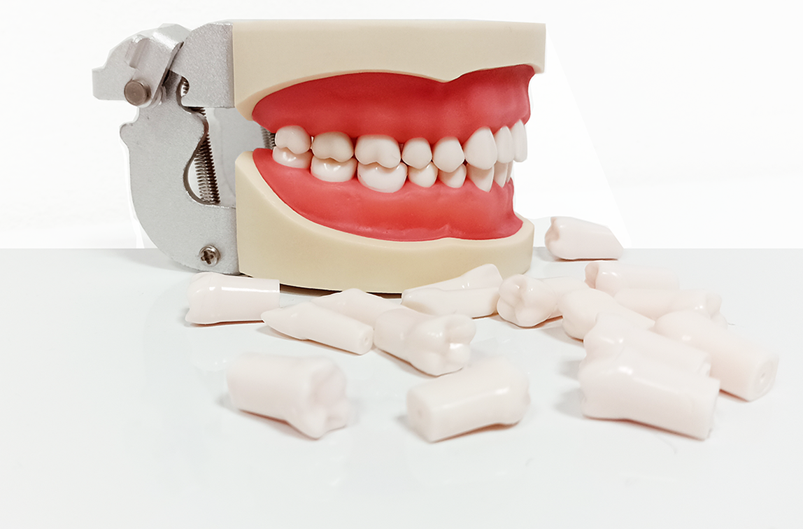 Modelo De Dientes Para Estudiantes De Odontología